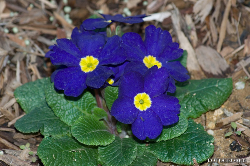 Blue Primrose 0050.jpg