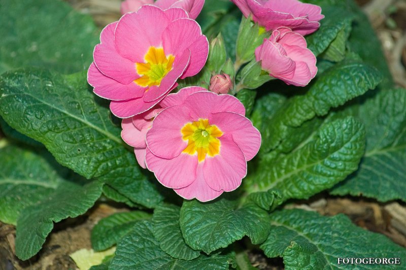 Pink Primrose 0059.jpg