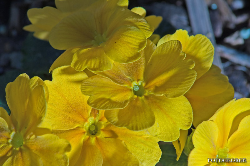 Yellow Primrose 0006.jpg
