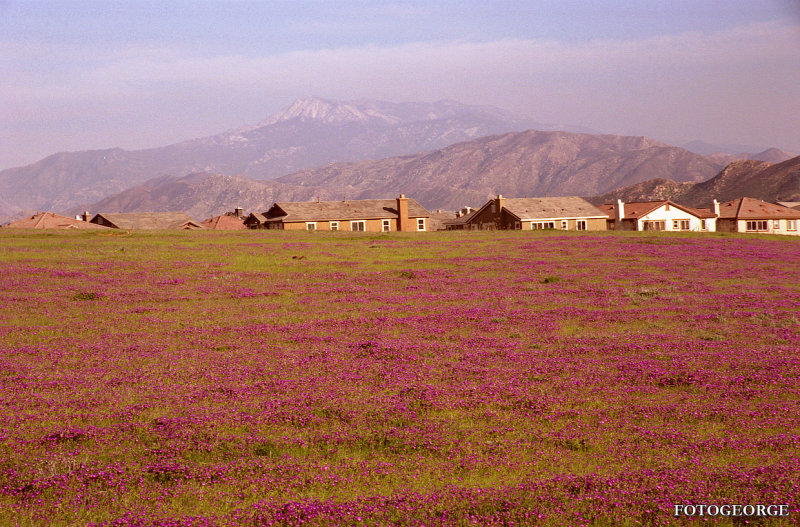Field of Flowers 704.jpg