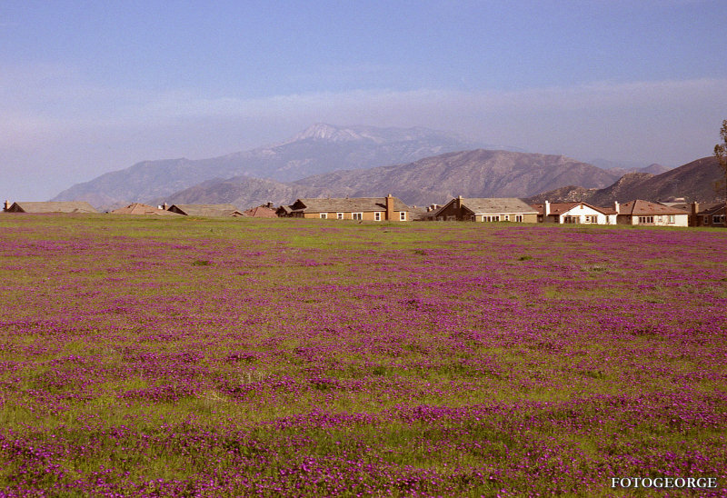 Field of Flowers 713.jpg