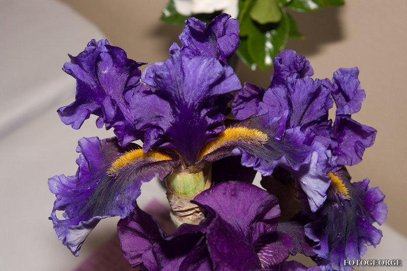 Iris0049.jpg