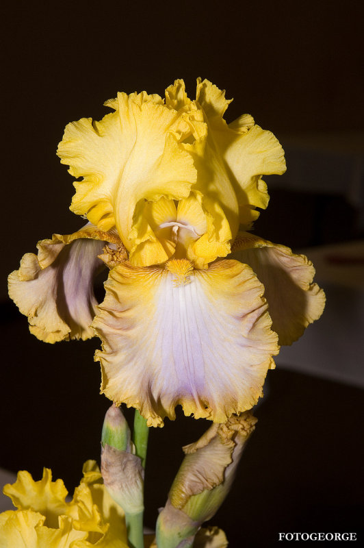 Iris0052.jpg