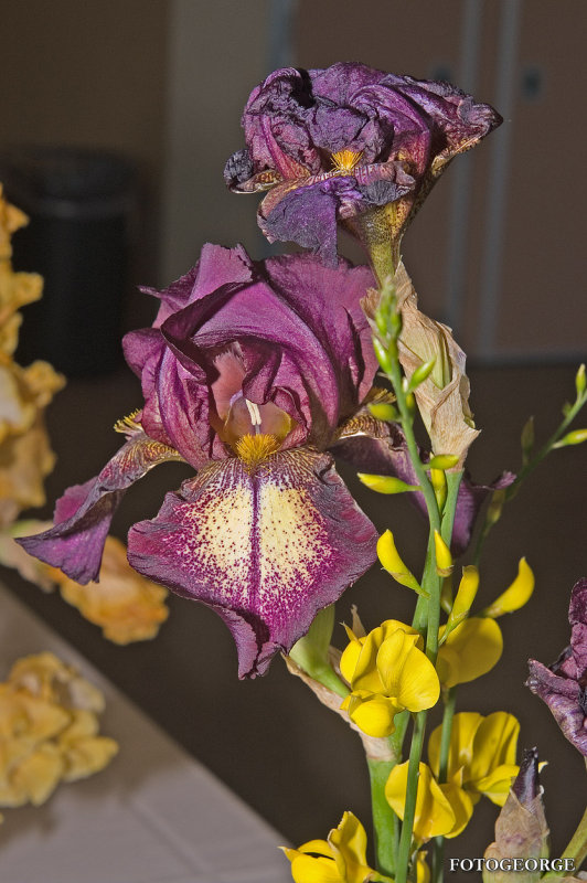 Iris0055.jpg