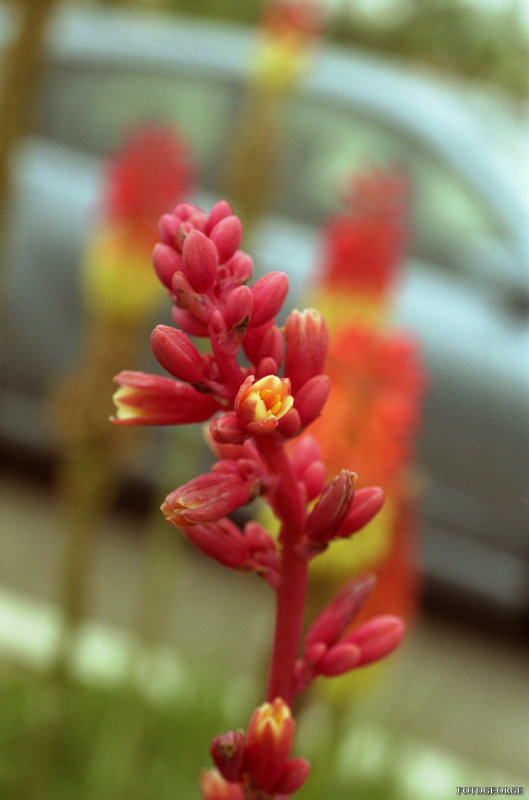Red Yucca Flowers805.jpg