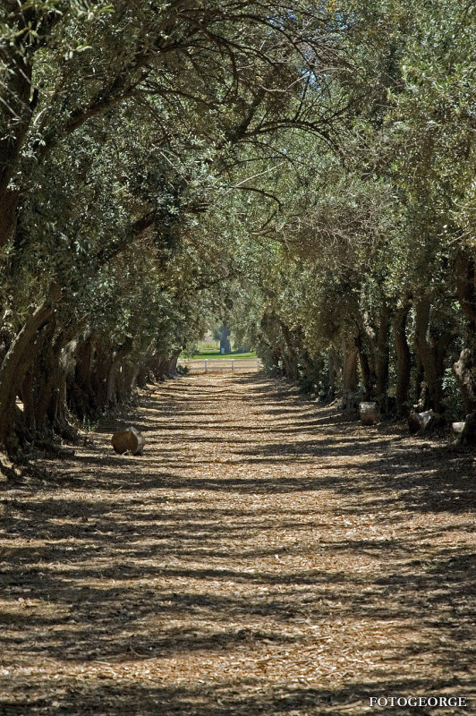 Olive-Garden-Path0017.jpg