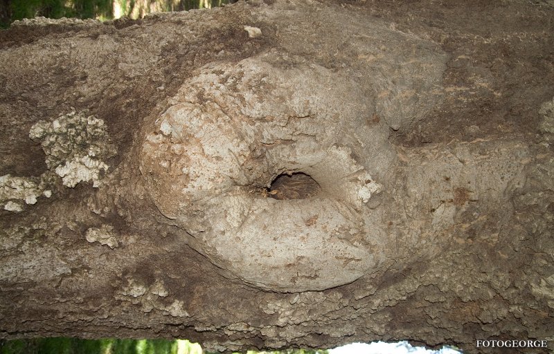 Tree-Knot0014.jpg