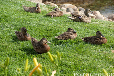 mallard-family_DSC2646.jpg