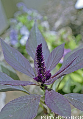 Amaranth-Oeschberg_741.jpg