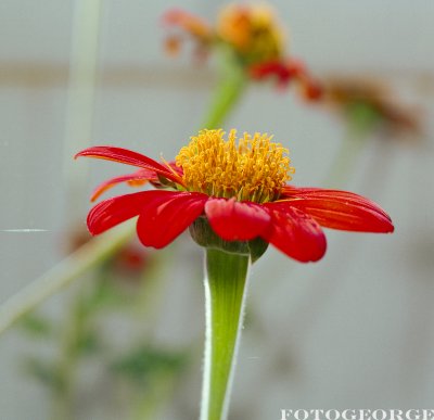 Mexican-sunflower-002.jpg