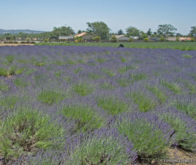 Lavender-Waves-of-Blue0021.jpg