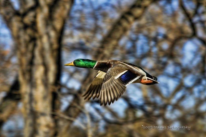 Mallard Flight