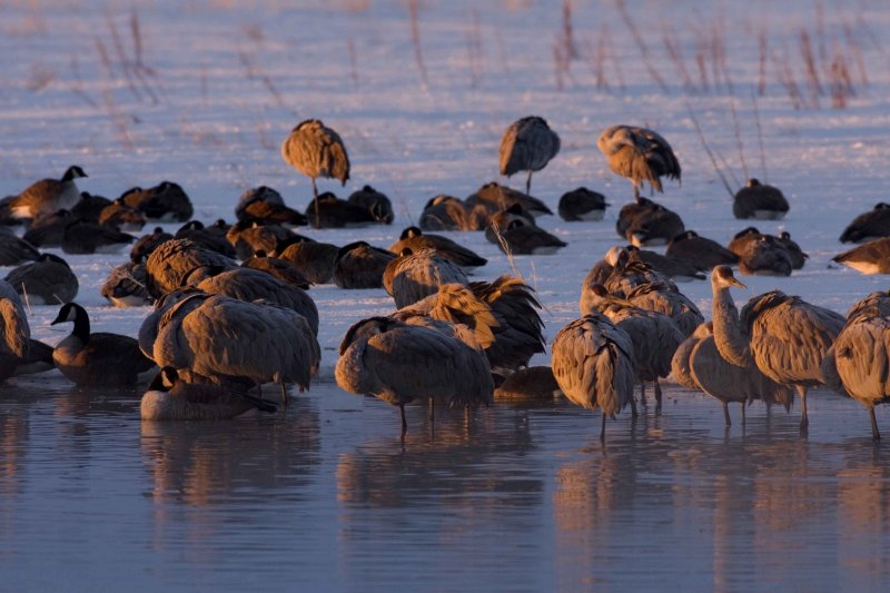 Sandhill Cranes