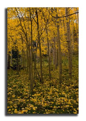Colorado Fall Colors 2006-2008
