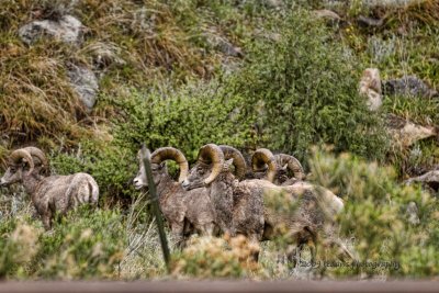 Big Horn Sheeps
