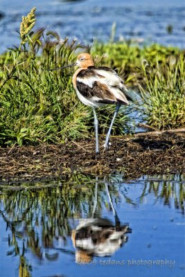 Avocet