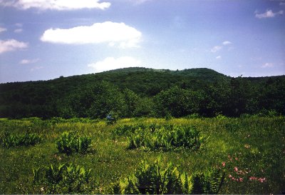 Early Cranberry Glades Pic