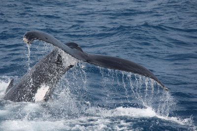 2009 Hervey Bay Whale Watching
