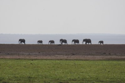 Amboseli National Park Kenya