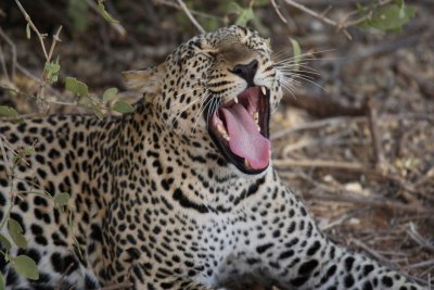 A leopard at Samburu