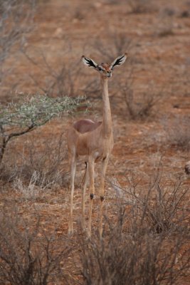 The elusive and strange looking Gerenuk Antelope