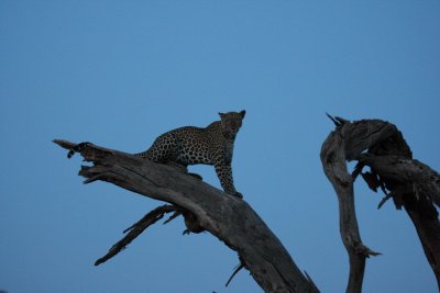 Our guide spotted this leopard at dusk