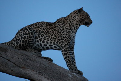 A closer classic leopard pose
