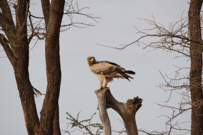 Another eagle