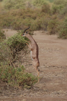 A common approach to reach the green leaves