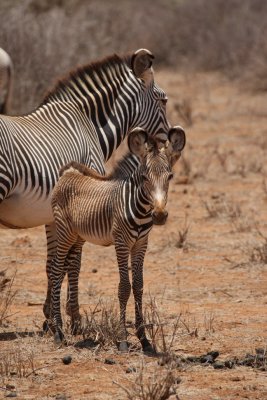 These are Grevy Zebra (notice the very tight and narrow stripes)