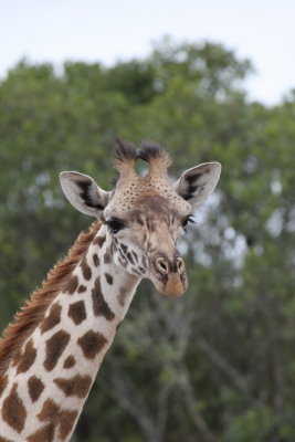 Typical Giraffe pose