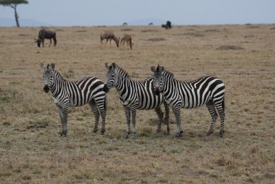 Typical Zebras