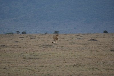 This is what the female lion spotted