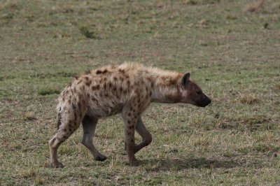 Hyena moving across the open field