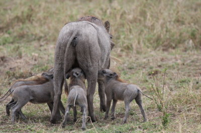 Suckling warthogs