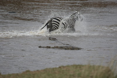 Crocs going after a Zebra at the Crossing
