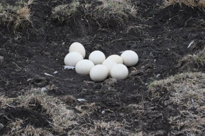 Ostrich Eggs (nest is out in the open plains)