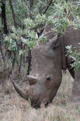 One of the few Rhinos in the Mara