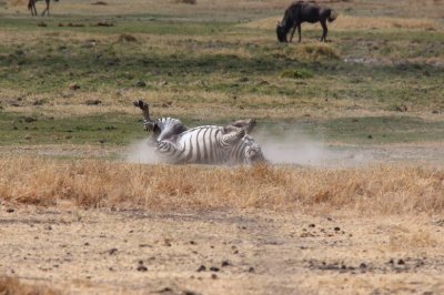 Zebra rolling in the dust