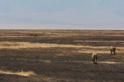 Lions slowly working closer to the Warthogs (top left corner)