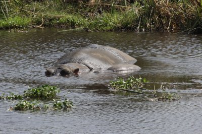 Mother & Baby Hippo