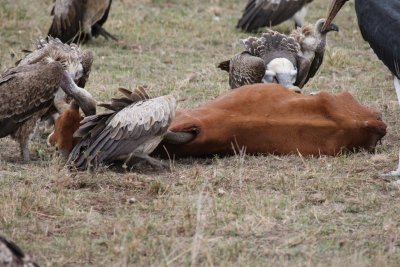 Vultures opening up this recent carcass