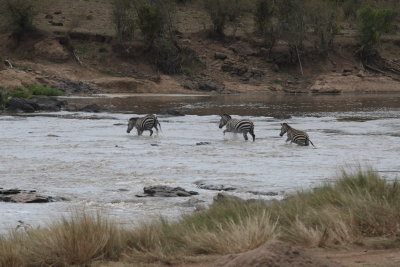 A few tempting fate to cross the Mara River