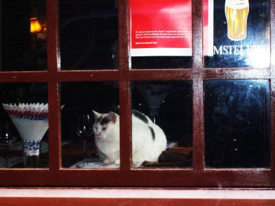 Cat sitting on a resturant table watching the traffic Amsterdam NL