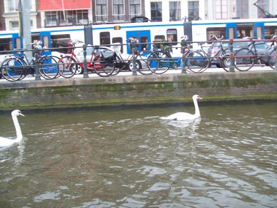 Swans on the canal Amsterdam NL