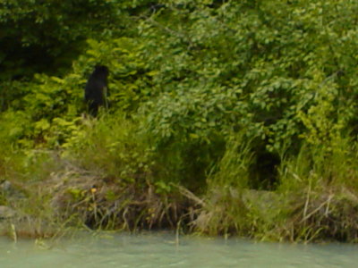 Alaska 2010 Bear