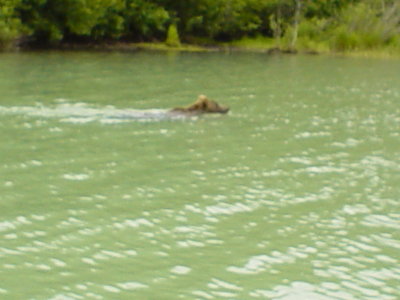Alaska 2010 Bear 4.
