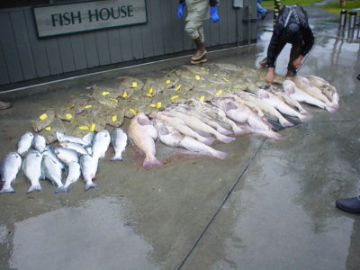 Alaska 2010 Halbut Cod Salmon