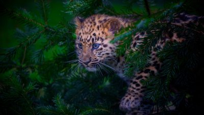  Amur Leopard Cub