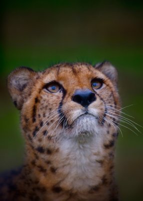 Cheetah